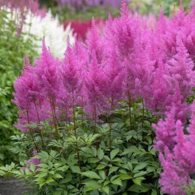 Астильба АМЕТИСТ Арендса в Россоши