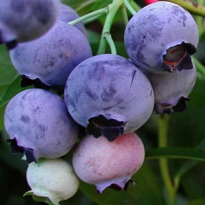 саженцы голубики