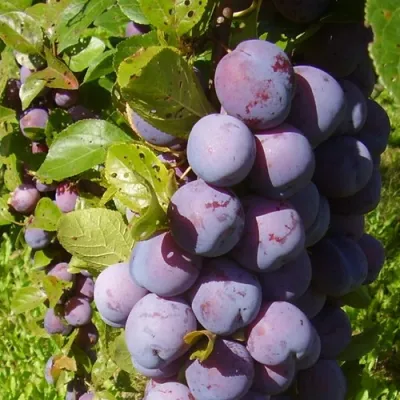 Слива НАГРАДА НЕМАНСКАЯ в Россоши