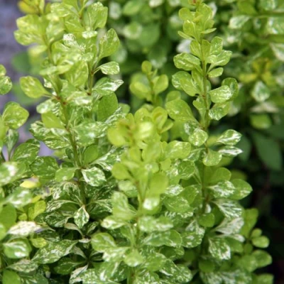 Барбарис ПАУ ВАУ тунберга в Россоши