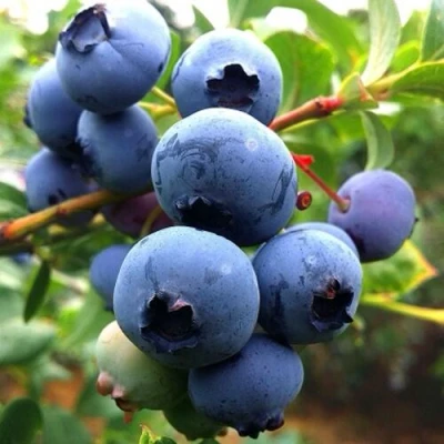 Голубика ДЮК в Россоши