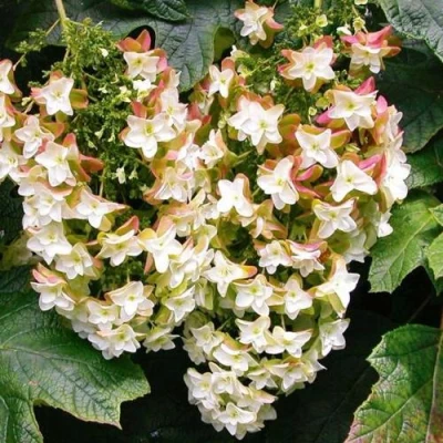 Гортензия БЛЭК ПОРШ дуболистная в Россоши