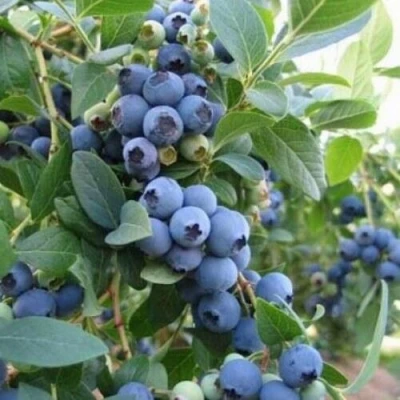 Голубика ЭЛЛИОТ в Россоши