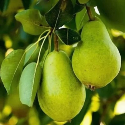 Груша СЕВЕРЯНКА колонновидная в Россоши