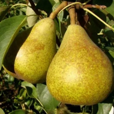 Груша ГЕНЕРАЛ ЛЕКЛЕРК в Россоши