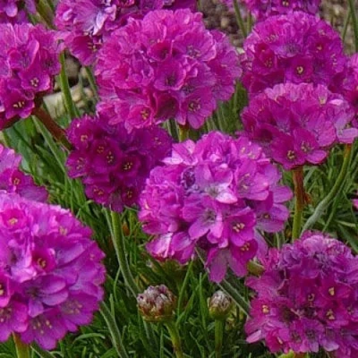 Армерия МОНИНГ СТАР ДИП РОУЗ в Россоши