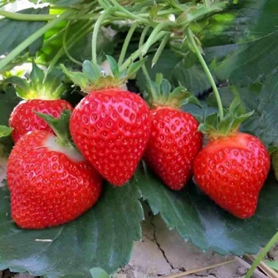 саженцы клубники Теа