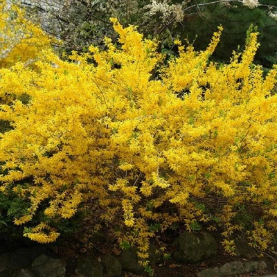 Форзиция ГОЛДЗАУБЕР средняя в Россоши