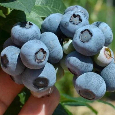 Голубика НЕЛЬСОН в Россоши