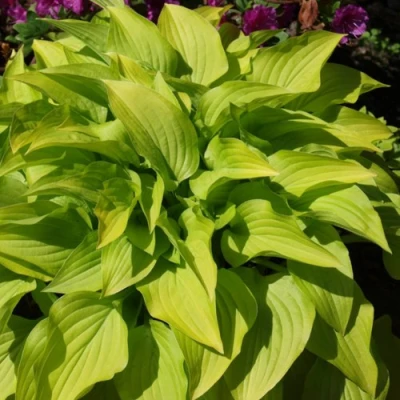 Хоста ХИДОН САНСЕТ в Россоши