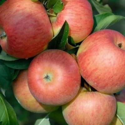 Яблоня ТОПАЗ в Россоши