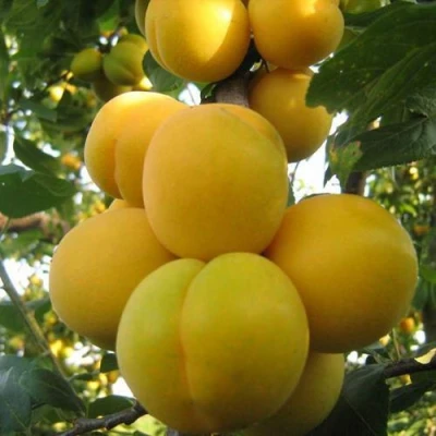 Слива ЛОДВА в Россоши