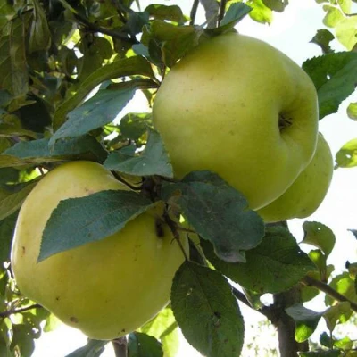 Яблоня Антоновка Обыкновенная в Россоши