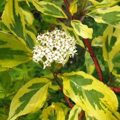 Дерен ШПЕТА белый в Россоши