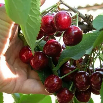 Черешня СЮБАРОВСКАЯ в Россоши