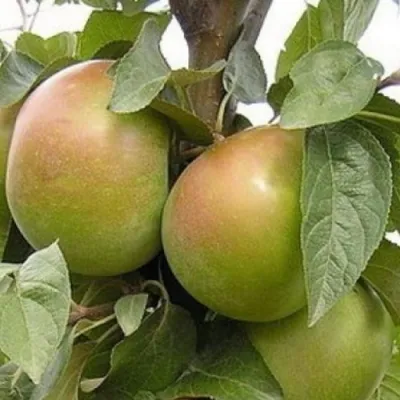 Яблоня БЕЛАНА в Россоши