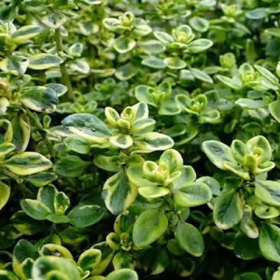 Тимьян МИСТИК ЛЕМОН лимоннопахнущий в Россоши