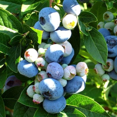 Голубика ВЕЙМУТ в Россоши