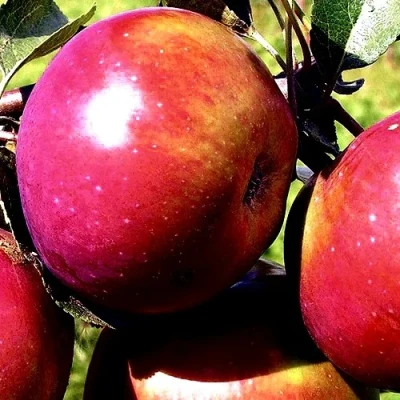 Яблоня ВЕСЯЛИНА в Россоши