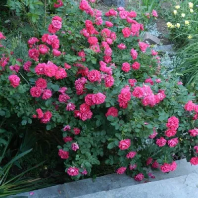 Роза ДЖОРДЖ ВАНКУВЕР флорибунда в Россоши