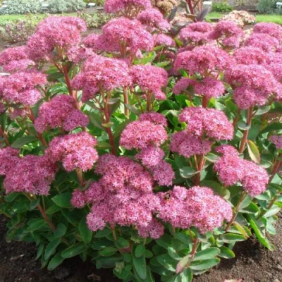 Очиток (седум) КАРЛ видный в Россоши