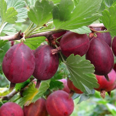 Крыжовник ХИННОМАКИ РОТ в Россоши