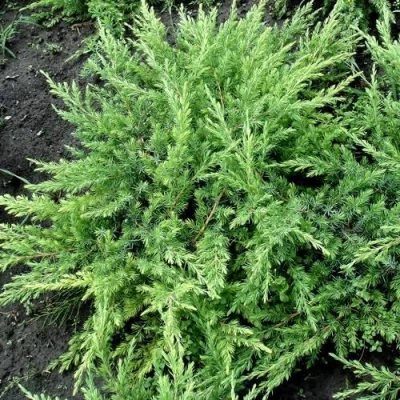 Можжевельник ШЛЯГЕР прибрежный в Россоши