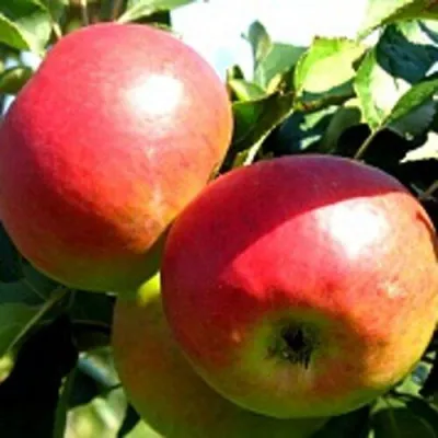 Яблоня СОКОЛОВСКОЕ стелющаяся в Россоши