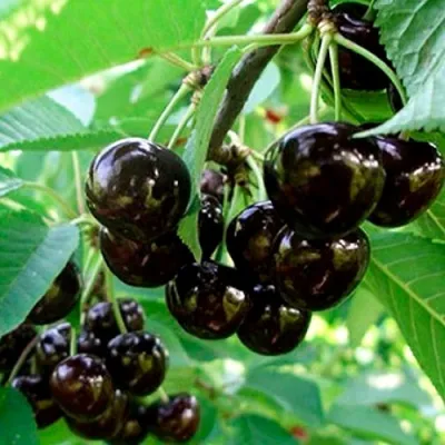 Черешня МУСКАТНАЯ в Россоши