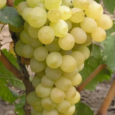 Виноград АВГУСТИН в Россоши