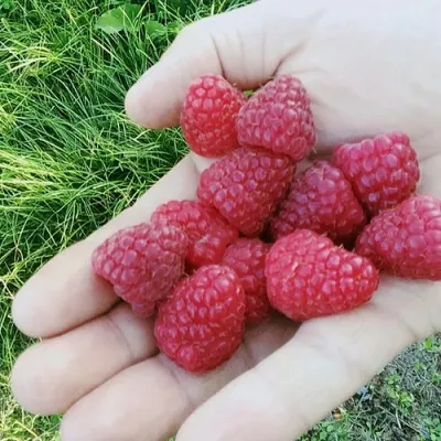 Малина ПОЛЬКА (ПОЛКА) в Россоши