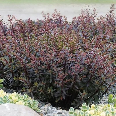 Очиток (седум) САНСПАРКЛЕР ДЖЕЙД ТАФФЕТ в Россоши