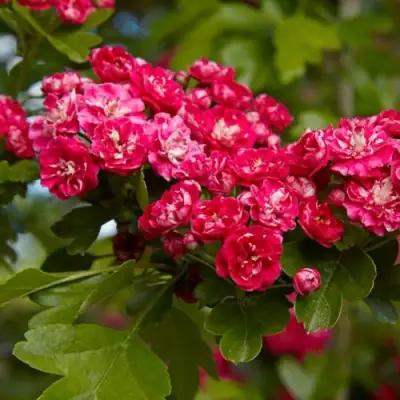 Боярышник ПАУЛЬ СКАРЛЕТ в Россоши