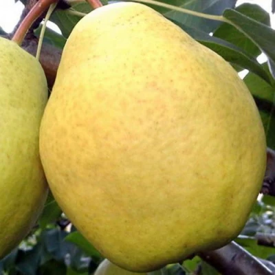 груша осенний Великан