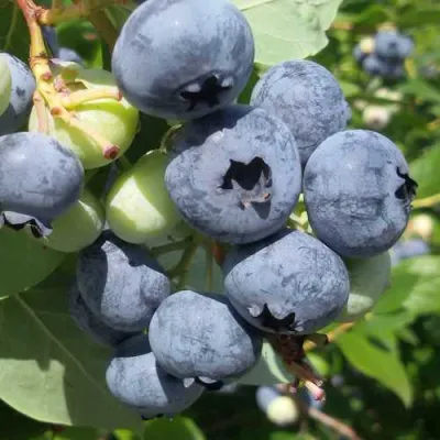 Голубика КОВИЛЛ в Россоши