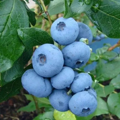 Голубика ТОРО в Россоши