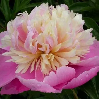 Пион ВЕСЕННЯЯ ПАЛИТРА травянистый в Россоши