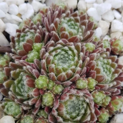 Молодило МОРКЕРС МЕРИТ в Россоши