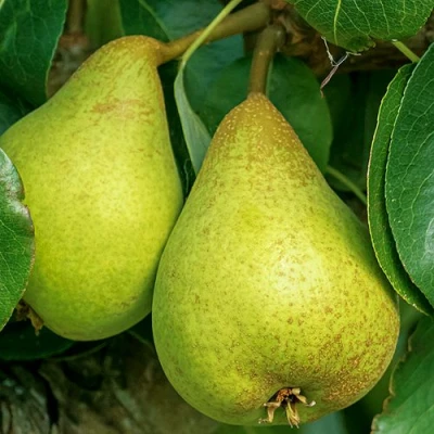 Груша Г-6 колонновидная в Россоши