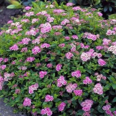 саженцы спиреи литтл принцесс