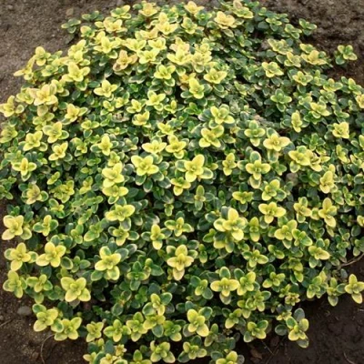 Тимьян ДОННА ВАЛЕЙ лимоннопахнущий в Россоши