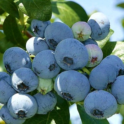 Голубика НУИ в Россоши