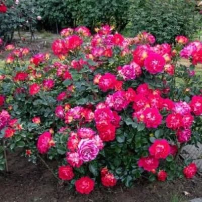 Роза БРЕРА флорибунда в Россоши