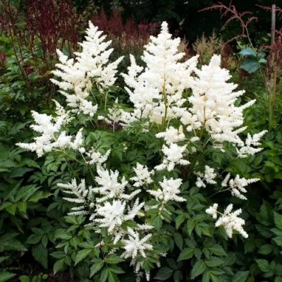 Астильба ДОЙЧЛАНД японская в Россоши