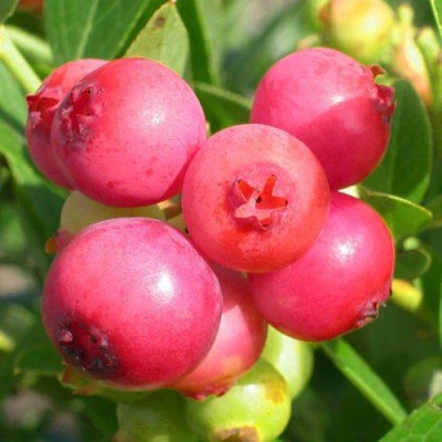 Голубика ПИНК ЛИМОНАД в Россоши