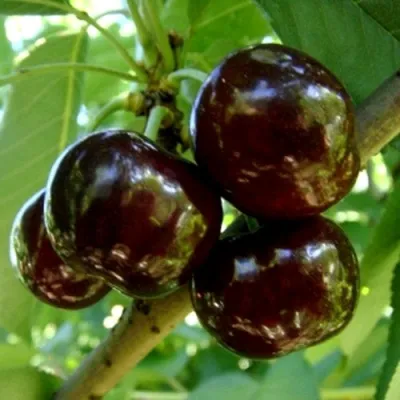 Черешня МУСКАТНАЯ в Россоши