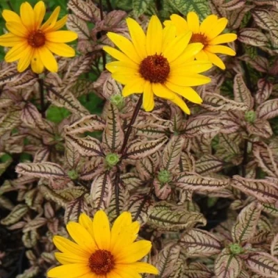 Гелиопсис САММЕР ПИНК в Россоши