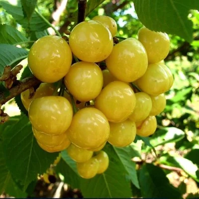 Черешня ПРИУСАДЕБНАЯ ЖЁЛТАЯ