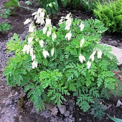 Дицентра красивая АВРОРА в Россоши