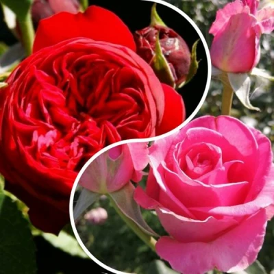 Комплект РОМАНТИЧЕСКИЙ БУКЕТ в Россоши